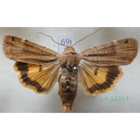 Noctua orbona (Hufnagel, 1766) Rolnica sierotka Slovakia69j